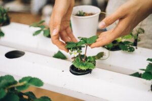 aquaponics kit