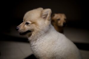 peluquería canina cerca