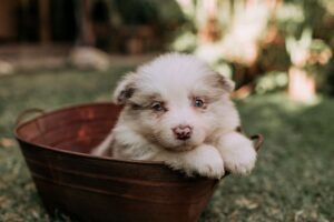 criador cachorros cerca